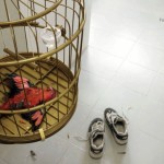 1342777790_scholl_dead-bird